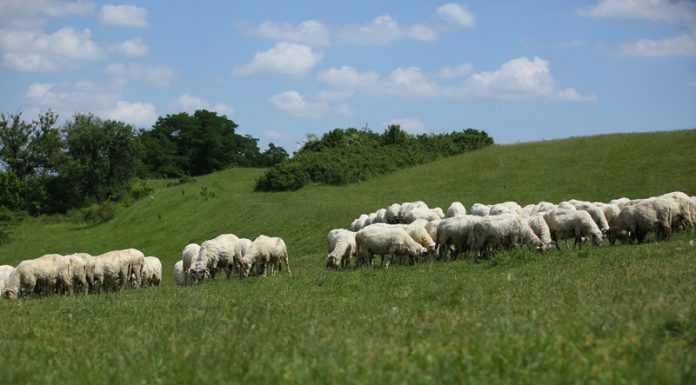 APIA vine cu noutăți privind sprijinul din sectorul zootehnic