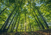 997 de gorjeni au semnat pentru campania ,,Bariera Verde” a Greenpeace România