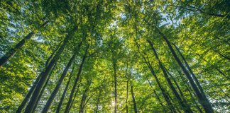 997 de gorjeni au semnat pentru campania ,,Bariera Verde” a Greenpeace România