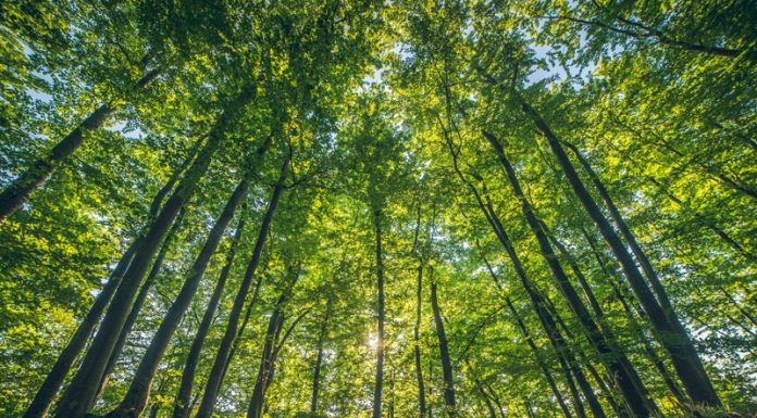 997 de gorjeni au semnat pentru campania ,,Bariera Verde” a Greenpeace România