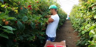 AJOFM Gorj: 900 locuri de muncă în domeniul agricol, în Spania, prin intermediul EURES România