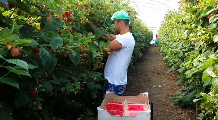 AJOFM Gorj: 900 locuri de muncă în domeniul agricol, în Spania, prin intermediul EURES România