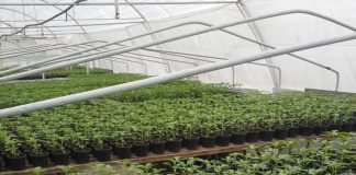 Agricultura pe înțelesul tuturor – Producerea răsadurilor și a legumelor în micile ferme comerciale și în grădinile familiale