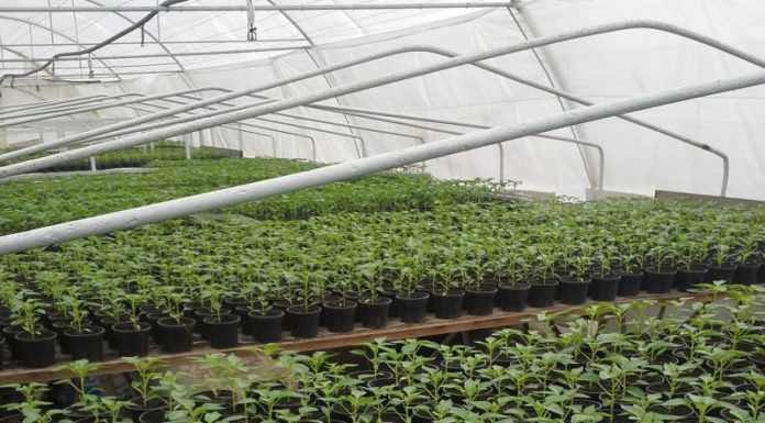 Agricultura pe înțelesul tuturor – Producerea răsadurilor și a legumelor în micile ferme comerciale și în grădinile familiale