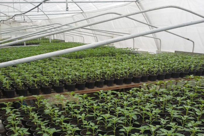 Agricultura pe înțelesul tuturor – Producerea răsadurilor și a legumelor în micile ferme comerciale și în grădinile familiale