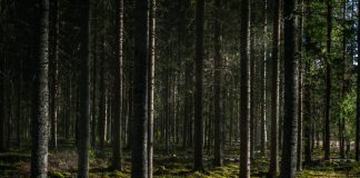 APIA primește cereri pentru schema de ajutor de stat „Sprijin pentru prima împădurire și crearea de suprafețe împădurite”