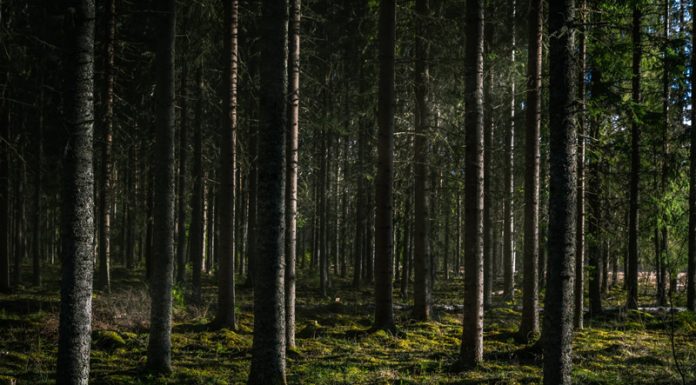 APIA primește cereri pentru schema de ajutor de stat „Sprijin pentru prima împădurire și crearea de suprafețe împădurite”