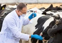 Amenzi pentru mai multe circumscripții sanitar-veterinare din Gorj