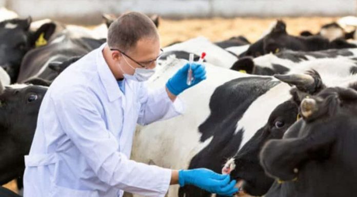 Amenzi pentru mai multe circumscripții sanitar-veterinare din Gorj