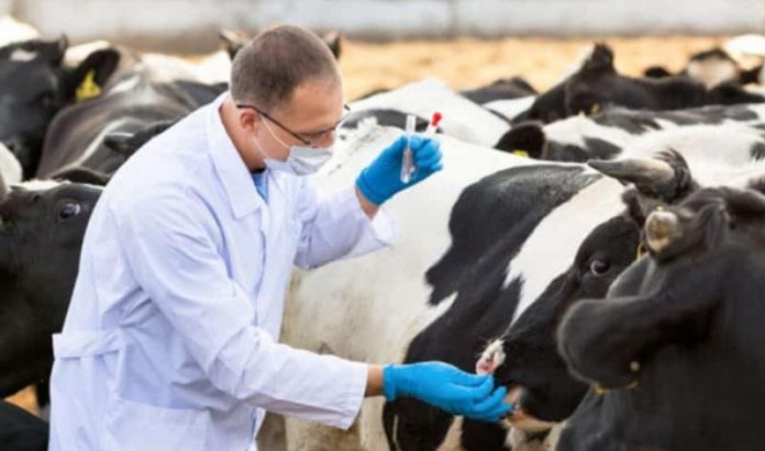 medici-veterinari-696x411