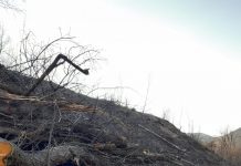 Doi pădurari, REŢINUŢI pentru tăierea arborilor, fals intelectual şi uz de fals!