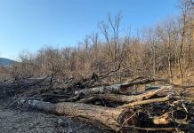 Au tăiat 12 arbori din pădurea de la Câlnic