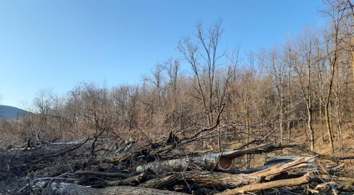 Au tăiat 12 arbori din pădurea de la Câlnic