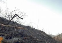 Percheziții într-un dosar de furt din pădurea Turburea