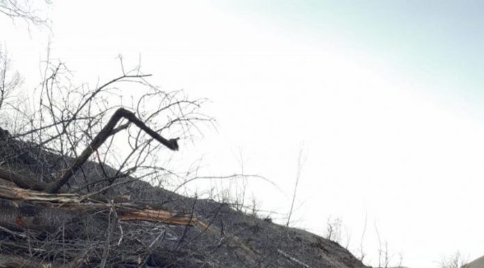 Percheziții într-un dosar de furt din pădurea Turburea