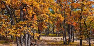 APIA a lansat o nouă sesiune a Măsurii 15 ,,Servicii de silvomediu, servicii climatice și conservarea pădurilor”