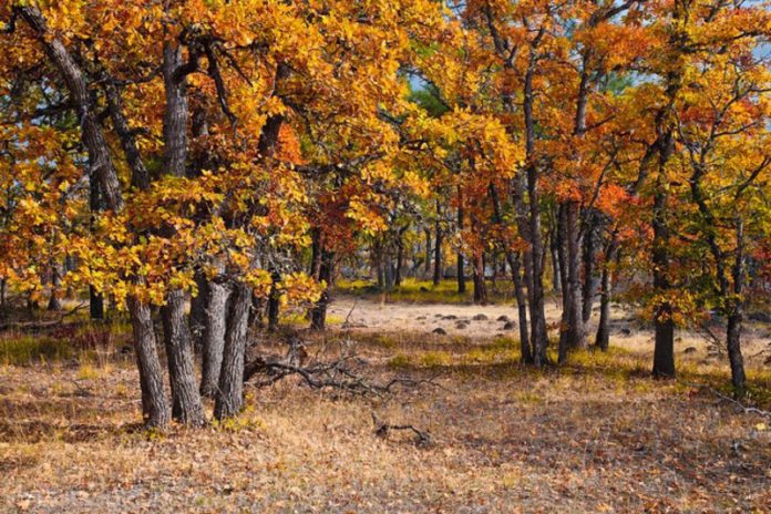 padure-de-stejar-730x486