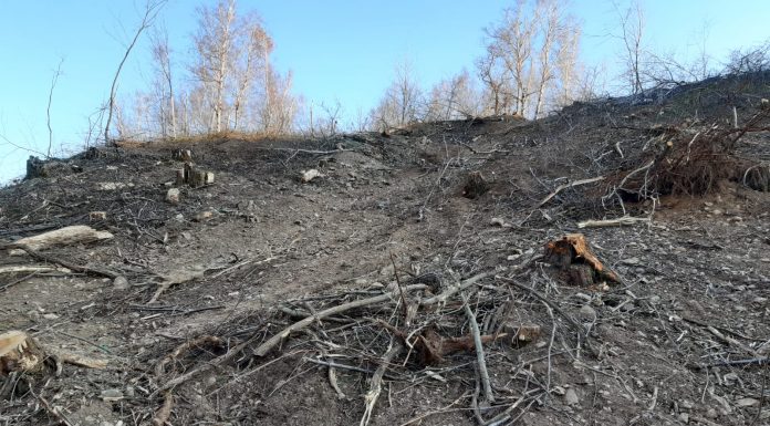 Jaf în pădurea de la Sadu! A fost RAS un deal întreg