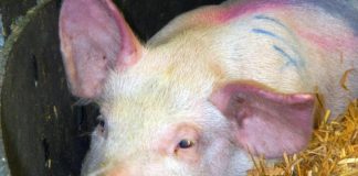 Pesta porcină africană, în extindere în Gorj!