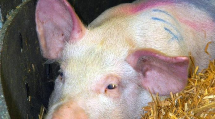 Pesta porcină africană, în extindere în Gorj!