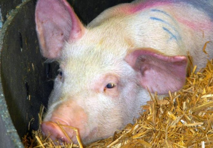 pesta-porcina
