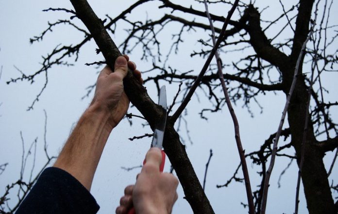 taiere-pomi-fructiferi