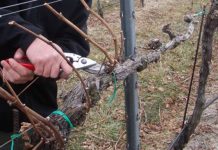 Agricultura pe înțelesul tuturor – Lucrări agricole în repausul vegetativ