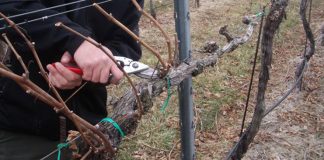 Agricultura pe înțelesul tuturor – Lucrări agricole în repausul vegetativ