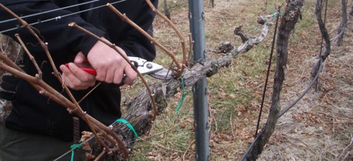 Agricultura pe înțelesul tuturor – Lucrări agricole în repausul vegetativ