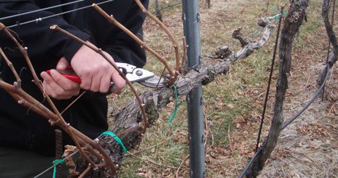 Agricultura pe înțelesul tuturor – Lucrări agricole în repausul vegetativ