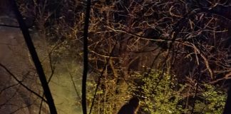 VIDEO: Incendiu de pădure, stins fără pompieri la Stoina! Primarul și angajații primăriei s-au luptat cu flăcările