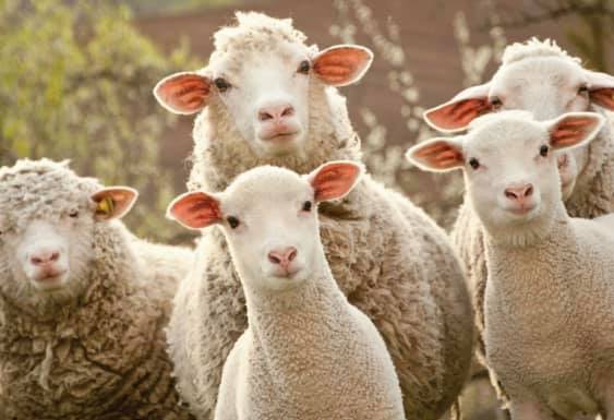 175667114_2412866022190329_4066870491592325772_n