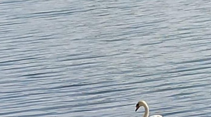 Lebedele de pe lacul de acumulare din municipiu au șase pui