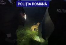 Reținut pentru că organiza lupte cu câini! Avea patru patrupede periculoase