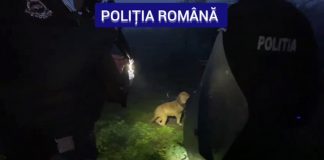 Reținut pentru că organiza lupte cu câini! Avea patru patrupede periculoase