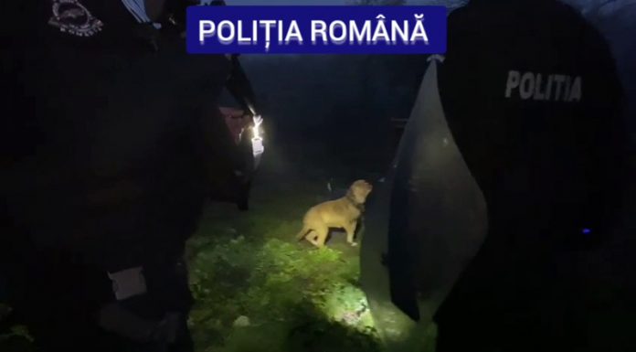 Reținut pentru că organiza lupte cu câini! Avea patru patrupede periculoase