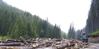 17 percheziţii la Obştea din Crasna