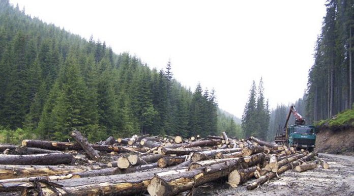 17 percheziţii la Obştea din Crasna