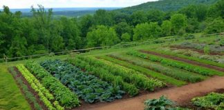 Agricultura pe înțelesul tuturor – Recolte multiple de legume prin asocierea culturilor
