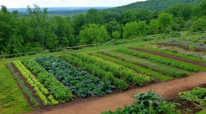 Agricultura pe înțelesul tuturor – Recolte multiple de legume prin asocierea culturilor