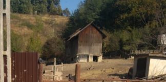 Fermă ilegală de porcine, desființată la Roșiuța