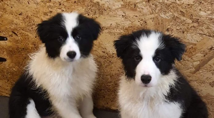 Doi căței din rasa Border Collie, donați Salvamont Gorj și Salvamont Harghita