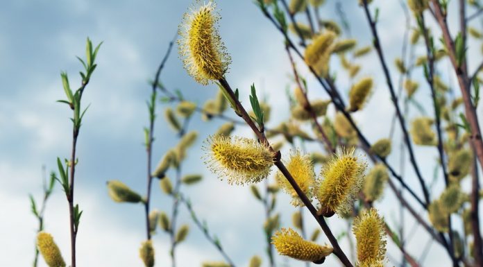 Intrarea Domnului în Ierusalim