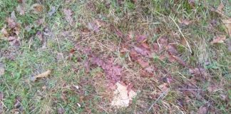 Otravă pusă pe câmp în Câlnic, crescătorii de animale au sesizat poliția! Vinovatul are dosar penal