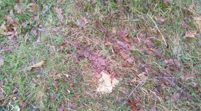 Otravă pusă pe câmp în Câlnic, crescătorii de animale au sesizat poliția! Vinovatul are dosar penal