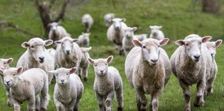 Au fost aprobate plafoanele ajutoarelor naţionale tranzitorii în sectoarele vegetal şi zootehnic, speciile ovine și caprine!