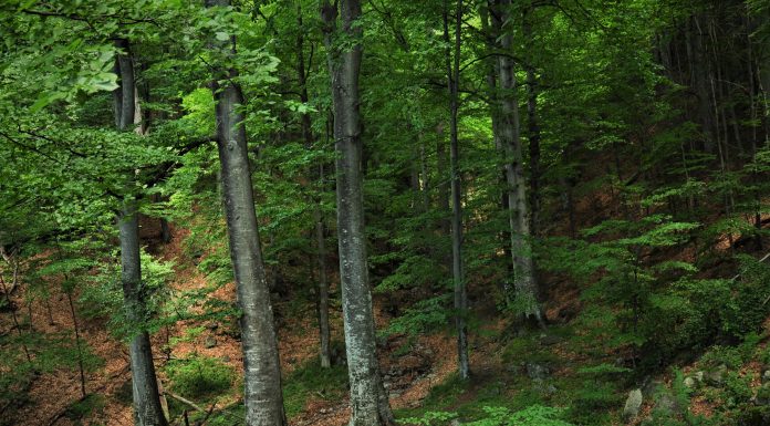 Romsilva lansează prima ediție a Catalogului de prezentare a sortimentelor de lemn fasonat