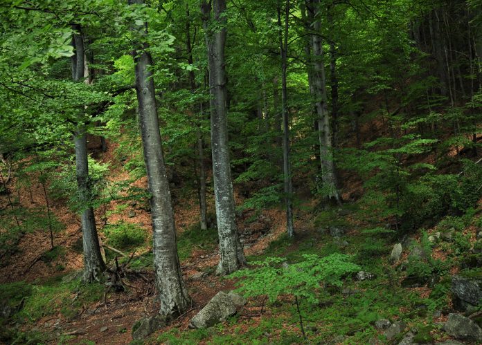 ROMSILVA_FOTO_PADURI