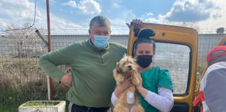 Rovinari: Campanie gratuită de sterilizare a câinilor și pisicilor