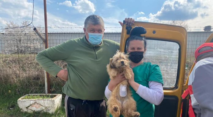 Rovinari: Campanie gratuită de sterilizare a câinilor și pisicilor